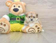 5 week old Maltipom Puppy For Sale - Premier Pups