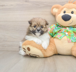 5 week old Maltipom Puppy For Sale - Premier Pups