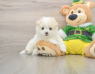 5 week old Maltipom Puppy For Sale - Premier Pups