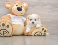 5 week old Maltipom Puppy For Sale - Premier Pups