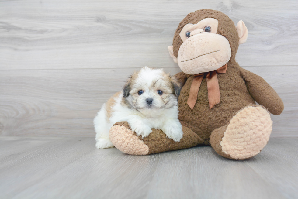 Energetic Maltipom Designer Puppy