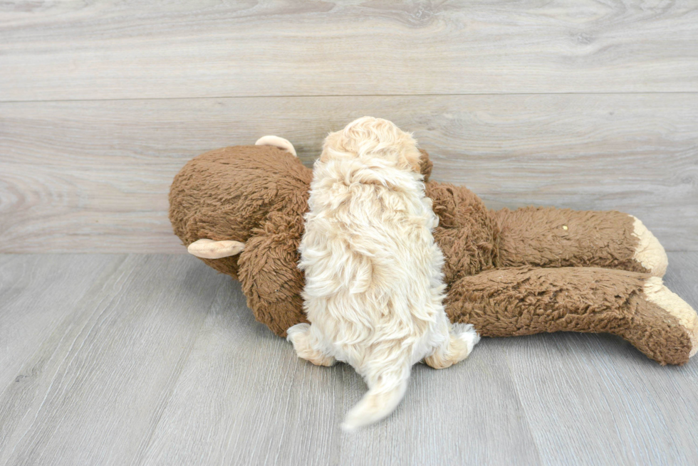 Petite Maltipoo Poodle Mix Pup