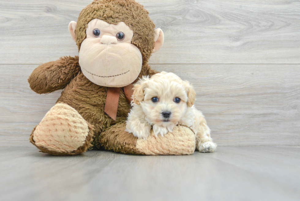 Maltipoo Pup Being Cute