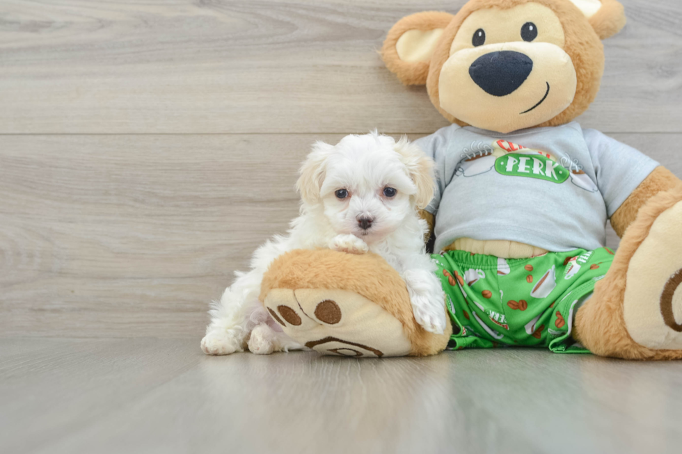 Energetic Malt a Poo Poodle Mix Puppy