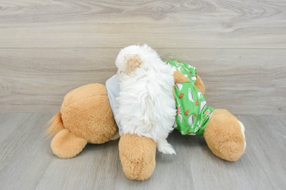 Maltipoo Puppy for Adoption