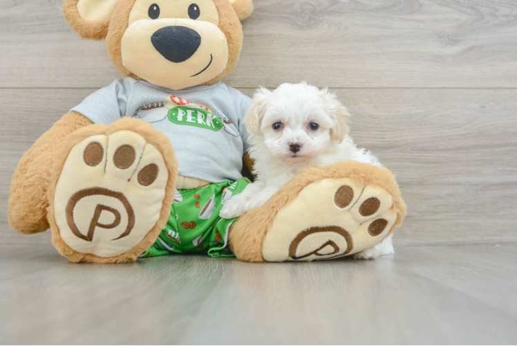 Best Maltipoo Baby
