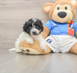 6 week old Maltipoo Puppy For Sale - Premier Pups