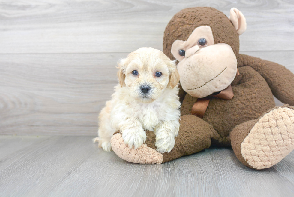 Maltipoo Puppy for Adoption