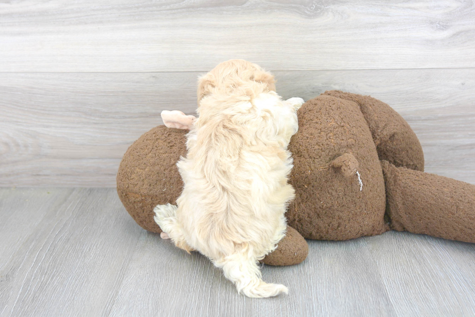 Fluffy Maltipoo Poodle Mix Pup