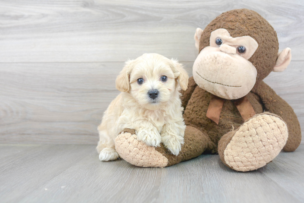 Petite Maltipoo Poodle Mix Pup
