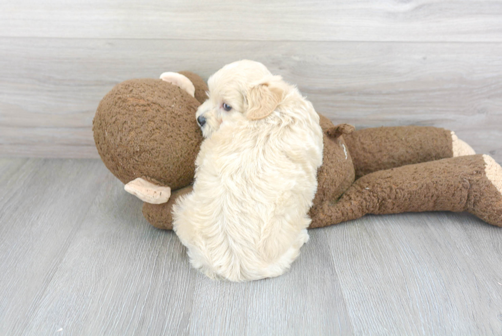 Maltipoo Pup Being Cute