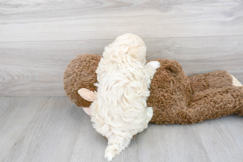 Maltipoo Pup Being Cute