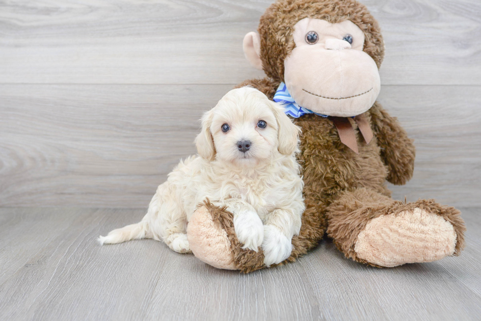 Maltipoo Puppy for Adoption
