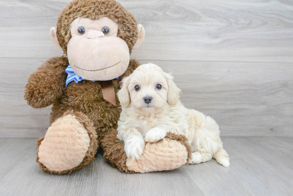 Friendly Maltipoo Baby