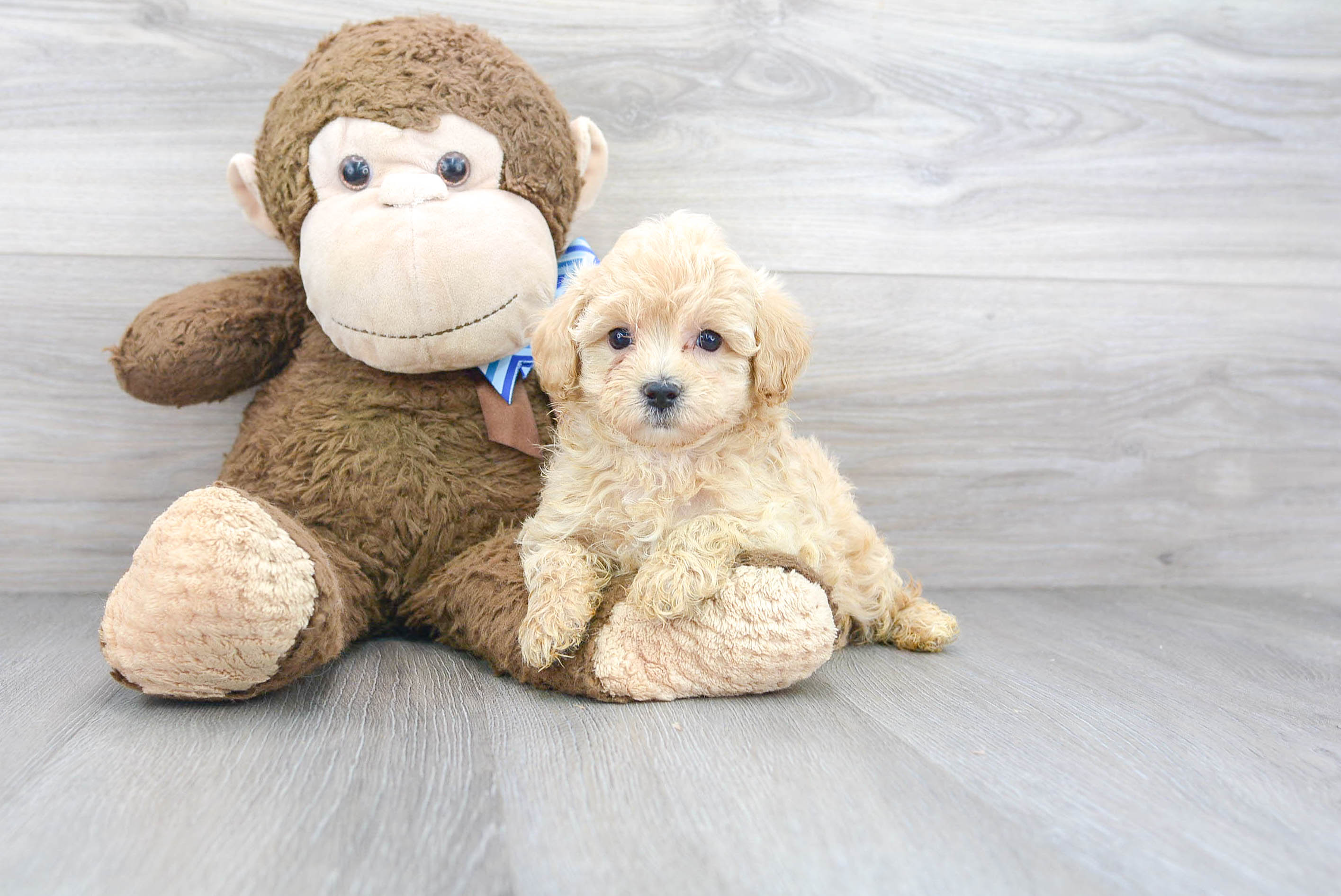 Sweet Maltipoo Baby