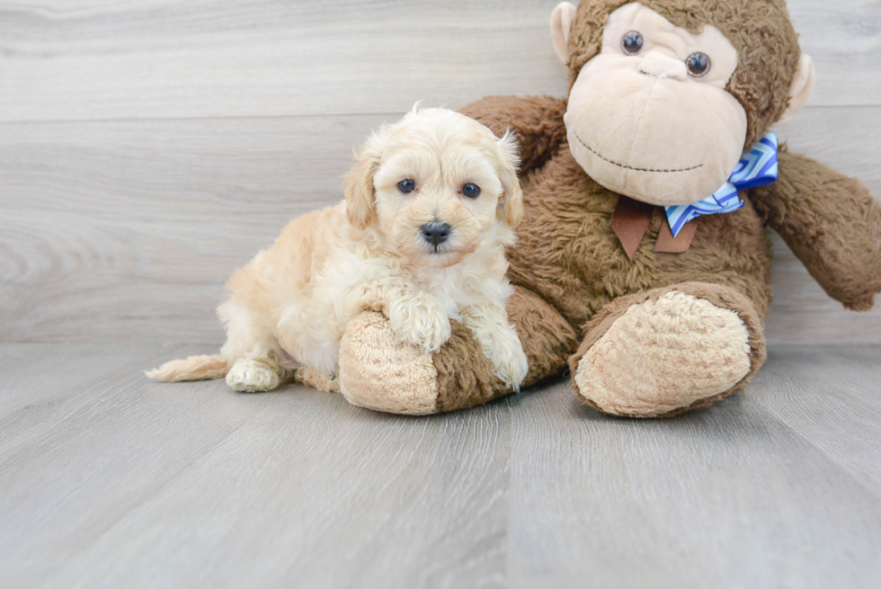 Playful Maltese Poodle Poodle Mix Puppy