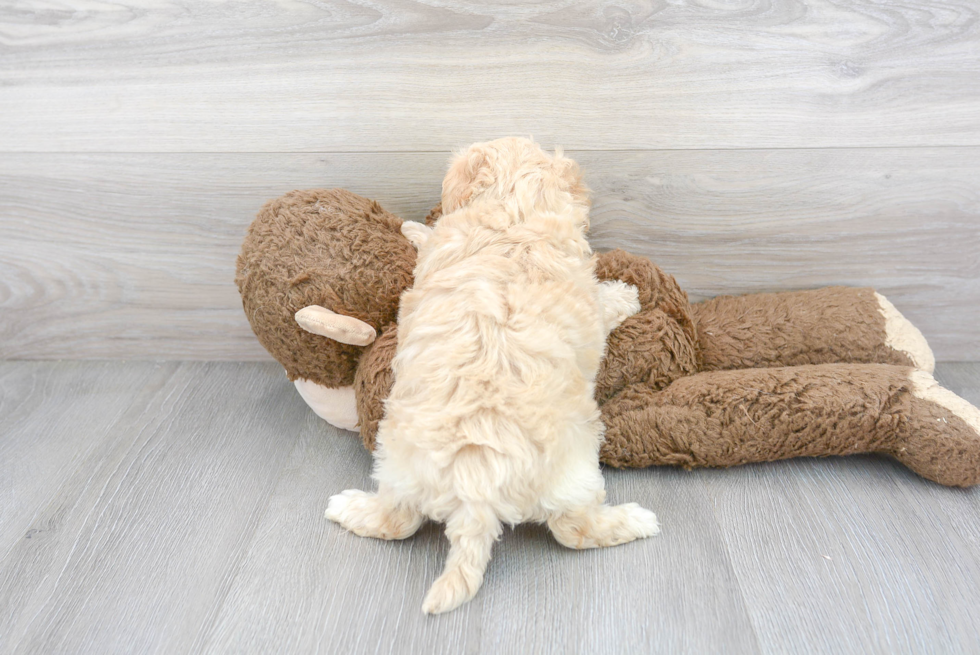 Little Maltese Poodle Poodle Mix Puppy