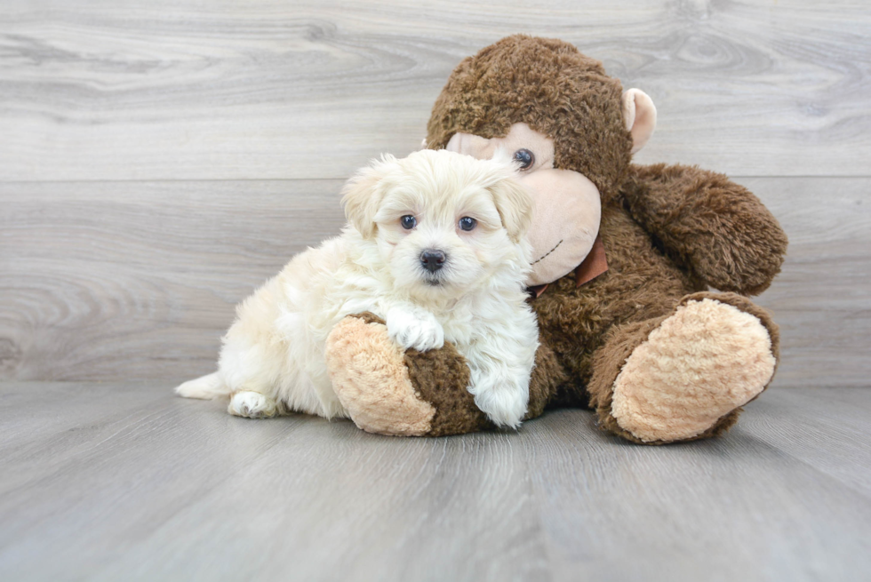 Popular Maltipoo Poodle Mix Pup
