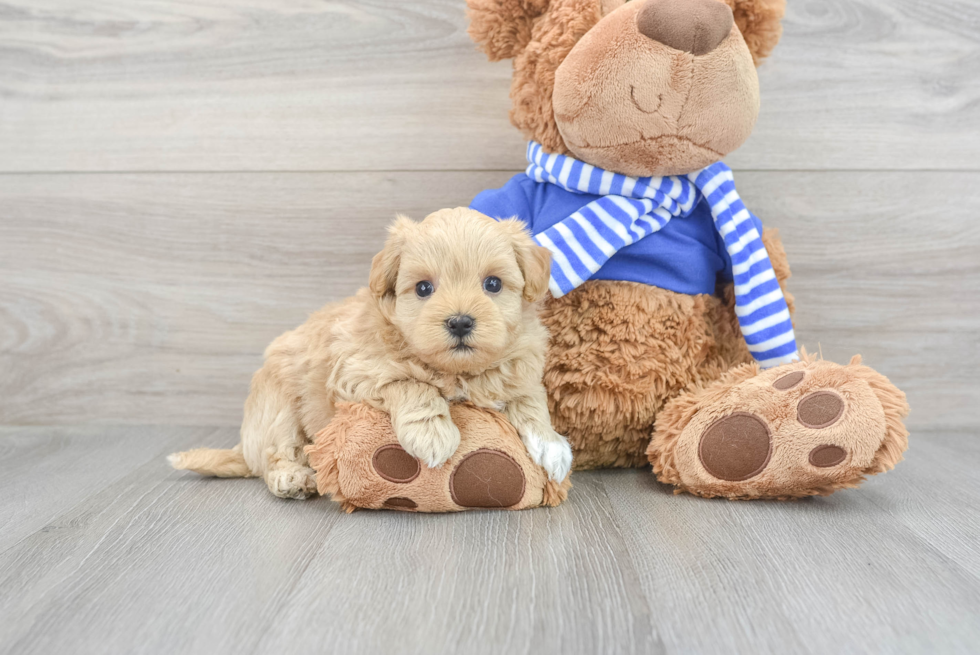 Funny Maltipoo Poodle Mix Pup