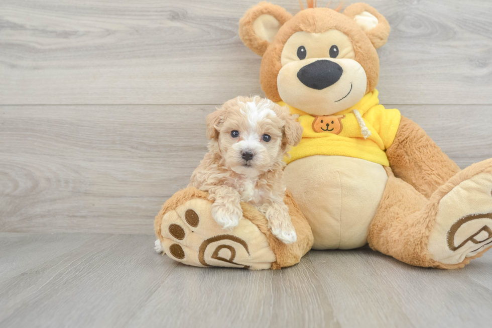 Best Maltipoo Baby