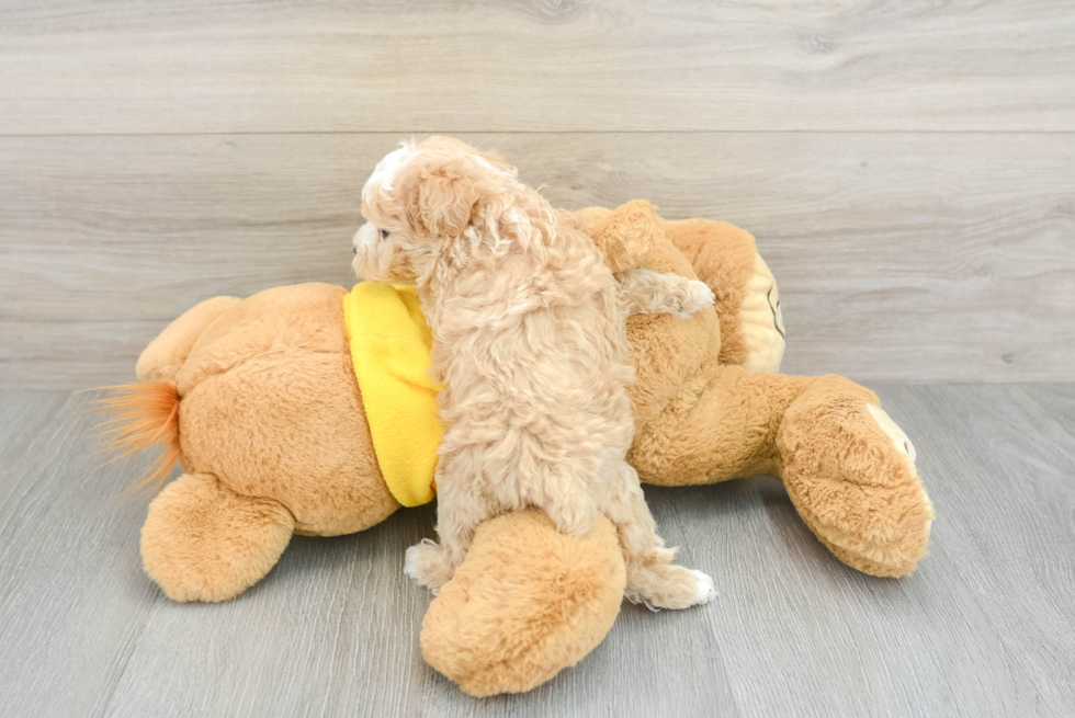 Maltipoo Puppy for Adoption