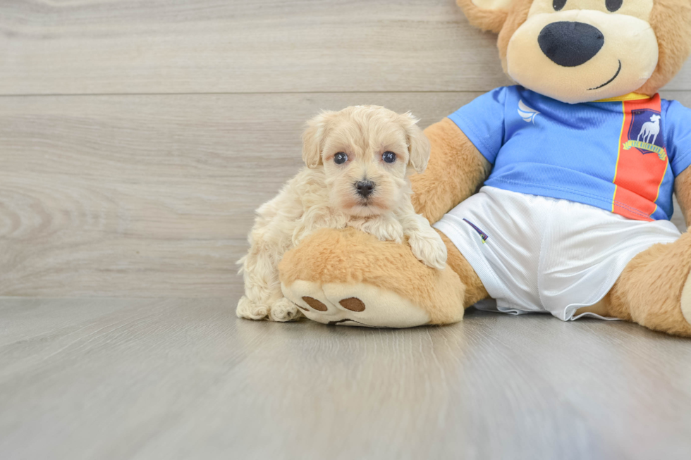 Maltipoo Pup Being Cute