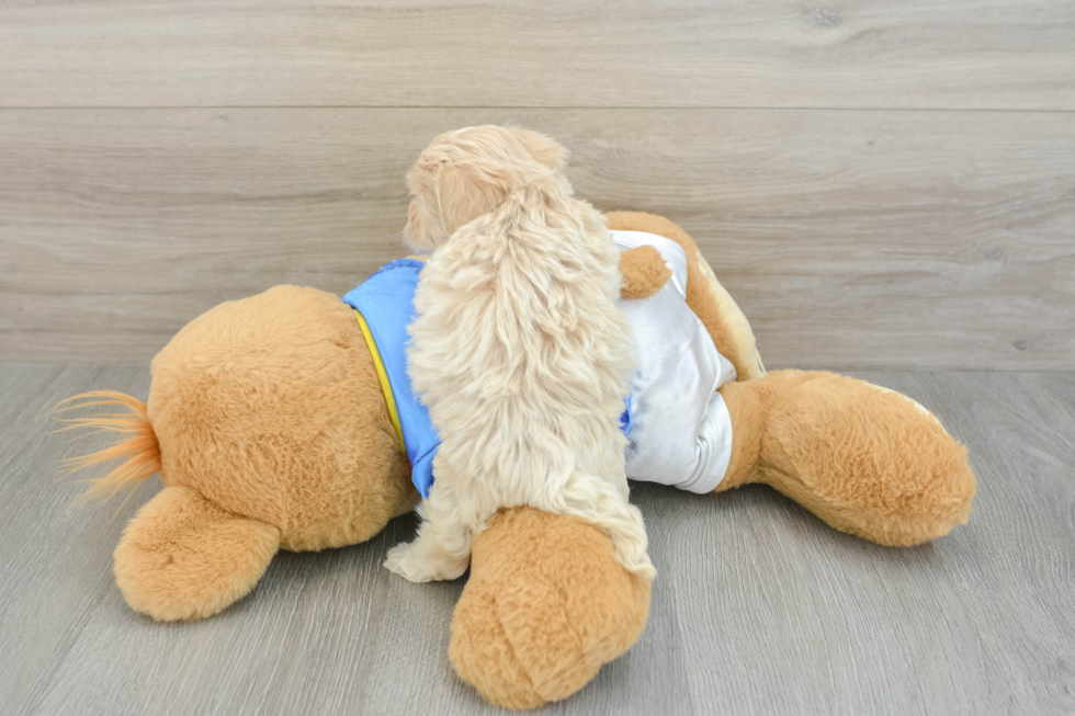 Maltipoo Pup Being Cute