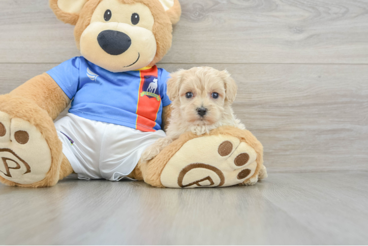 Maltipoo Puppy for Adoption