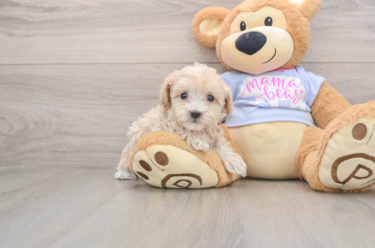 Maltipoo Pup Being Cute