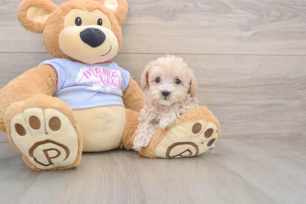 Smart Maltipoo Poodle Mix Pup