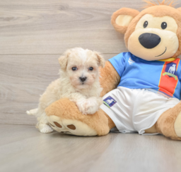 6 week old Maltipoo Puppy For Sale - Premier Pups