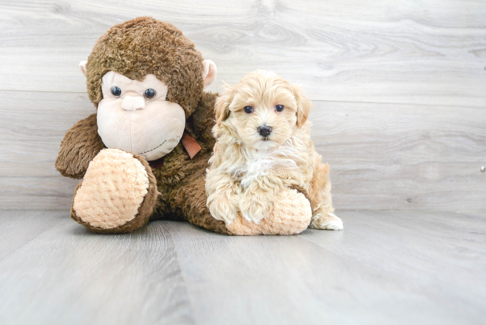 Best Maltipoo Baby