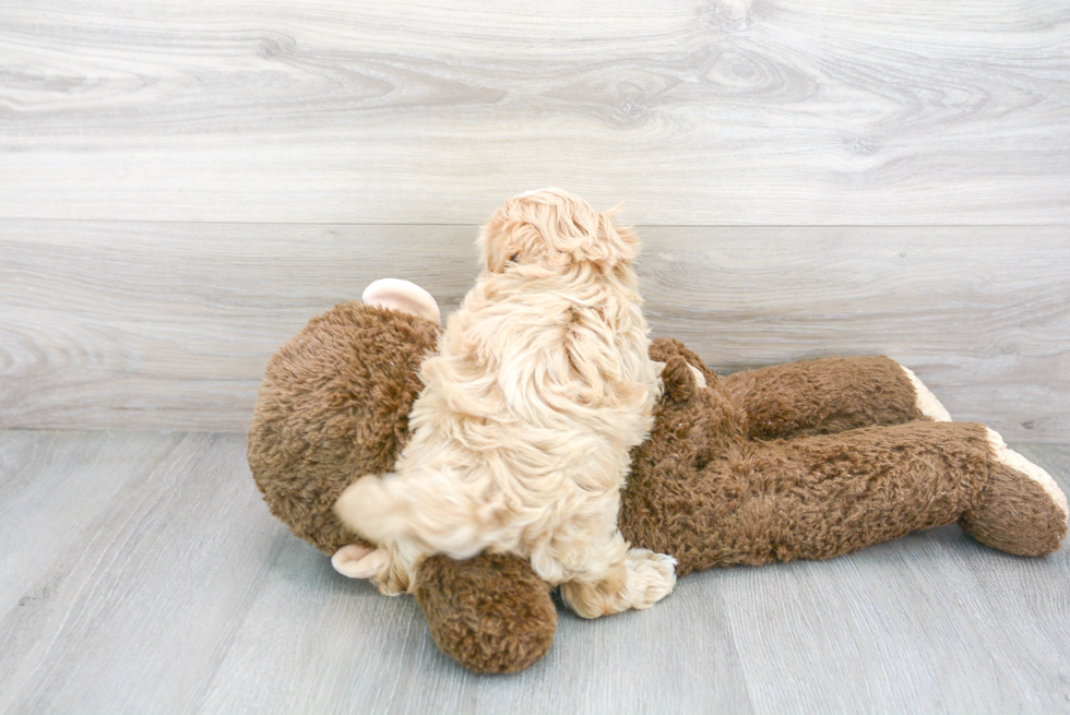 Maltipoo Pup Being Cute