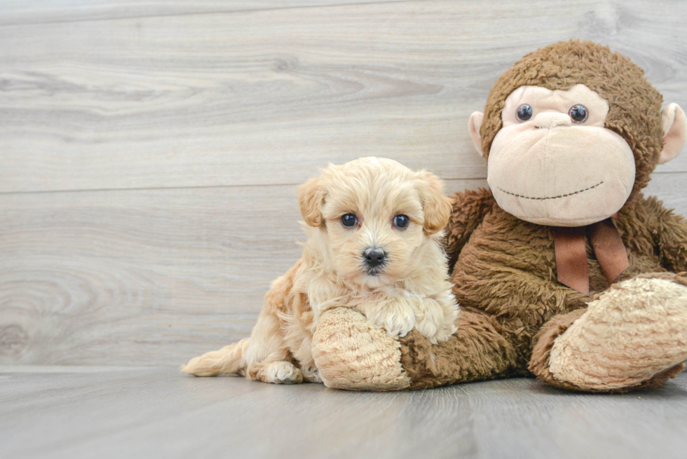 Sweet Maltipoo Baby
