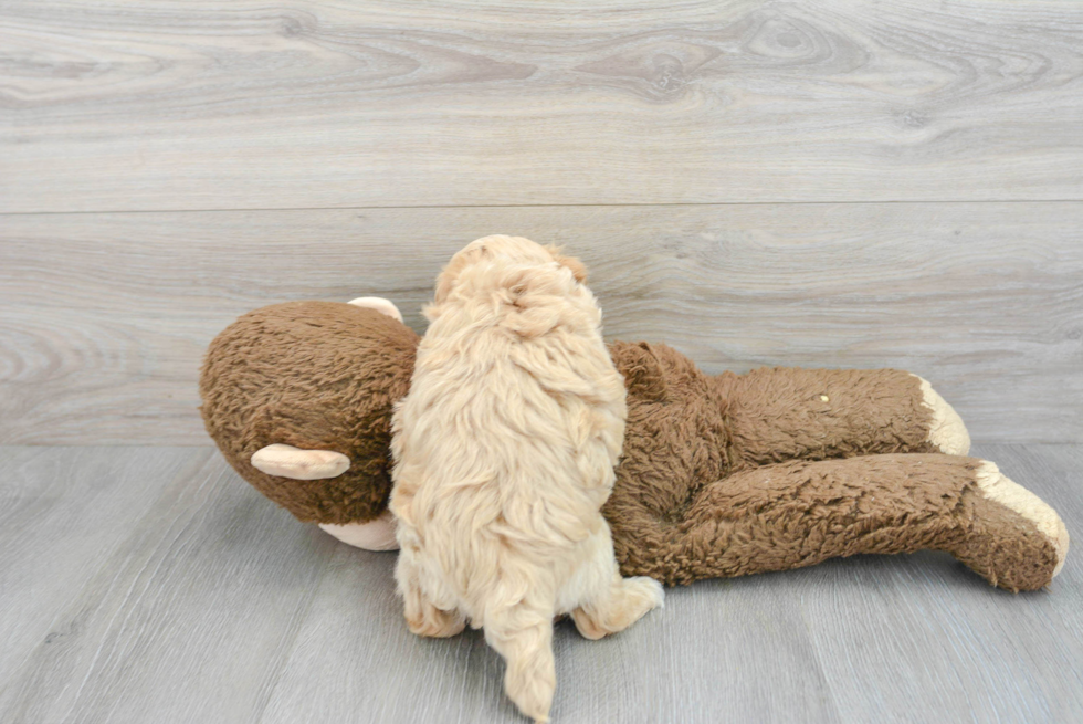 Maltipoo Pup Being Cute