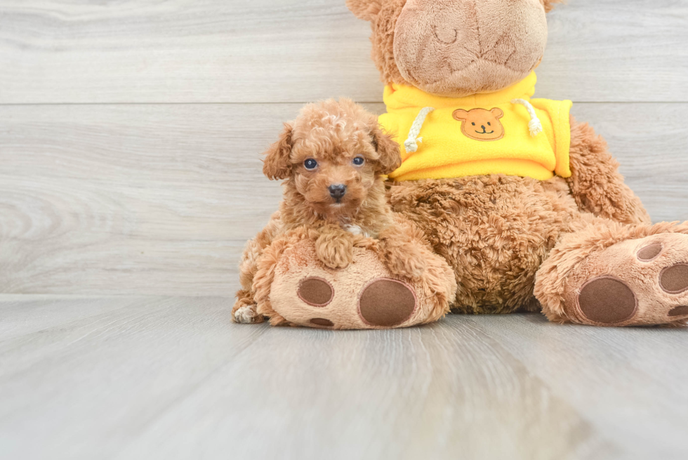 Maltipoo Pup Being Cute