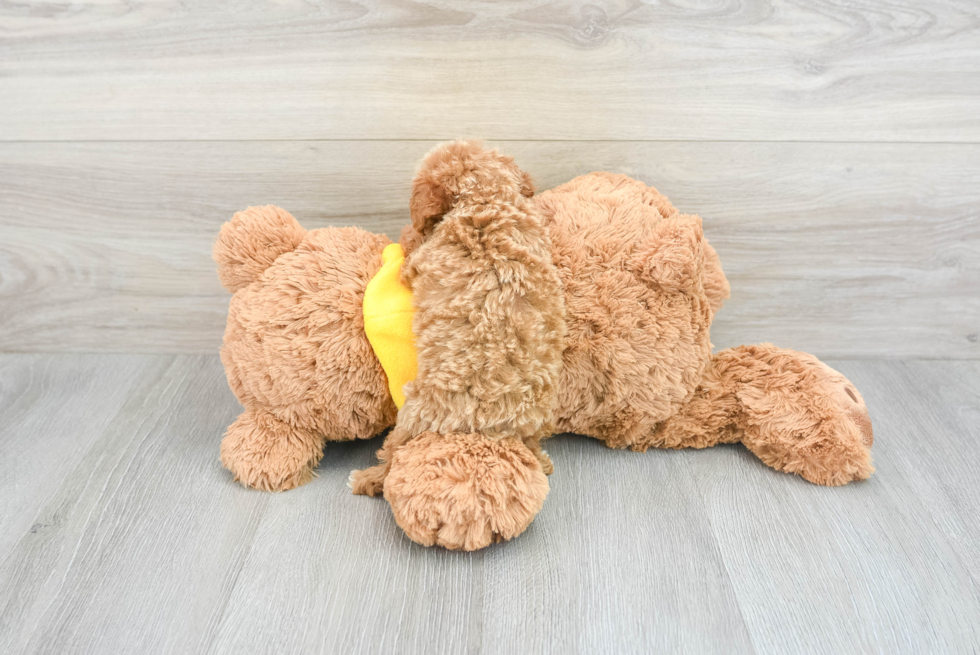 Maltipoo Pup Being Cute