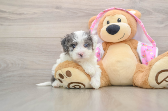 Sweet Maltipoo Baby