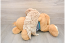Cute Maltipoo Baby