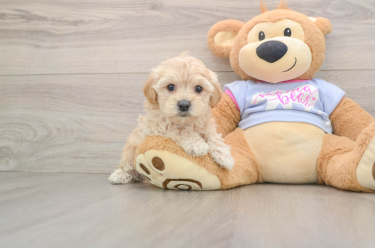 ALFREDO, a Maltipoo littermate