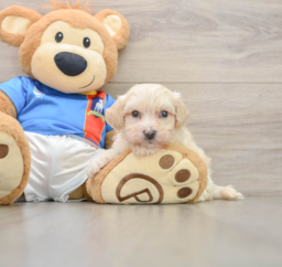 7 week old Maltipoo Puppy For Sale - Premier Pups