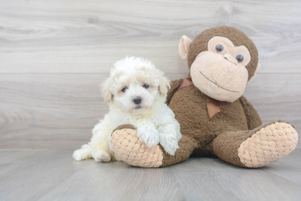 Maltipoo Pup Being Cute