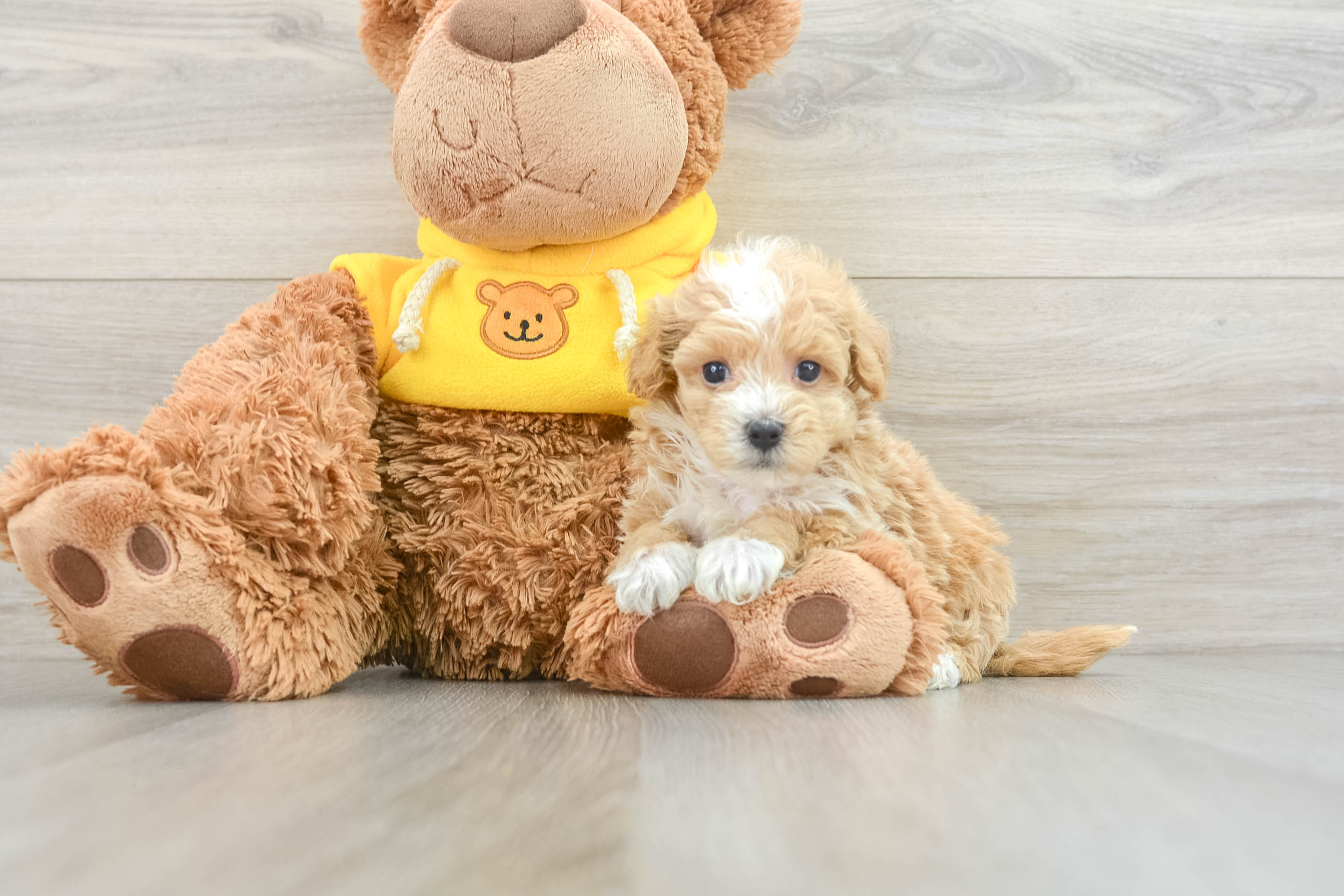 Smart Maltipoo Poodle Mix Pup
