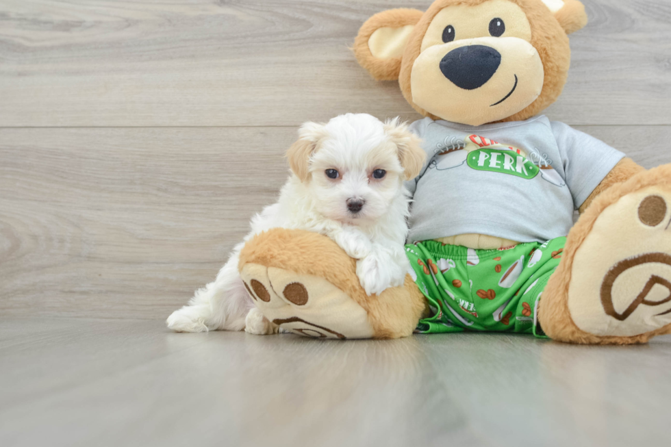 Cute Maltipoo Baby