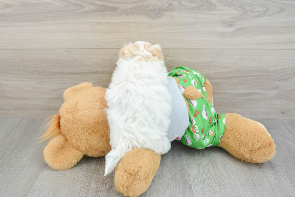 Popular Maltipoo Poodle Mix Pup