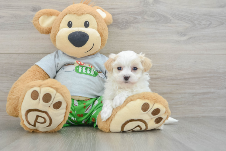 Best Maltipoo Baby