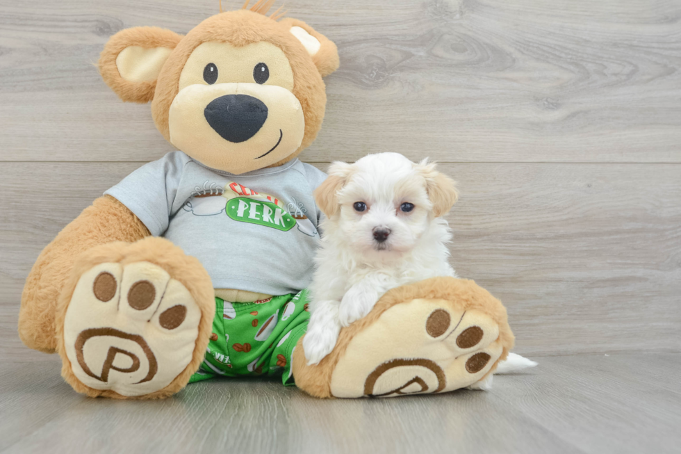 Best Maltipoo Baby
