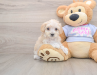 8 week old Maltipoo Puppy For Sale - Premier Pups