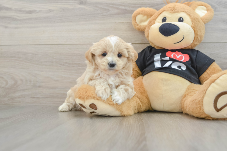 Maltipoo Pup Being Cute