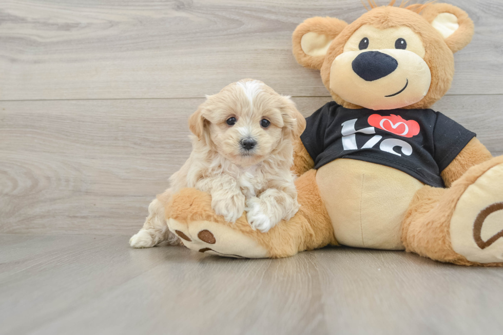 Maltipoo Pup Being Cute